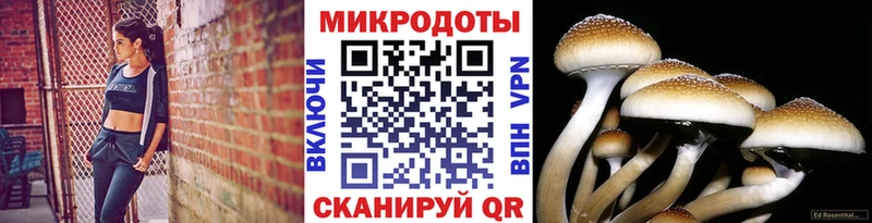 darknet состав гидра ссылка Галлюциногенные грибы Magic Shrooms Зерноград закладки